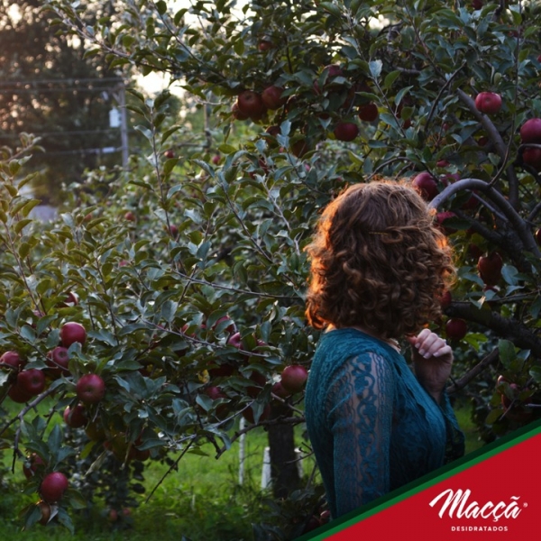 Quando acontece a colheita da maçã?